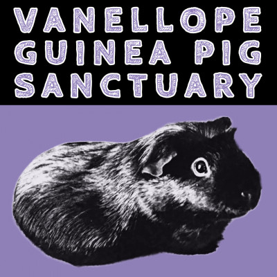 Vanellope Guinea Pig Sanctuary - Animal Shelter and Rescue in Chehalis, Washington