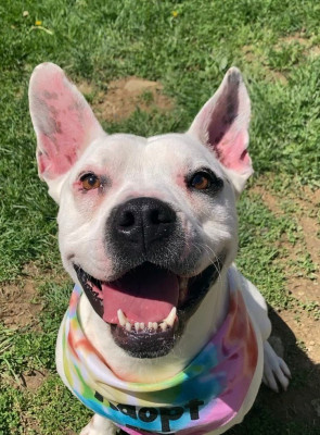 Pickaway County Dog Shelter - Pet Shelter and Rescue in Circleville, Ohio