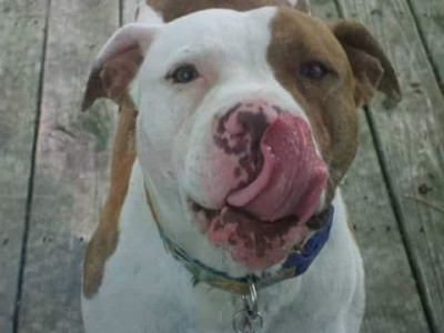 Doggie Detour - Pet Shelter and Rescue in Upper Sandusky, Ohio