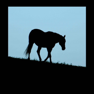 Blue Horse Mukwa Equine Retirement And Rescue Center - Animal Shelter and Rescue in Chase City, Virginia
