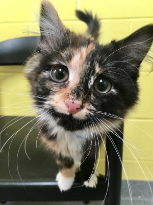 Tuscarawas County Humane Society - Pet Shelter and Rescue in New Philadelphia, Ohio