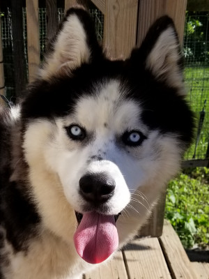 Kaleidoscope K9s - Pet Shelter and Rescue in Seville, Ohio