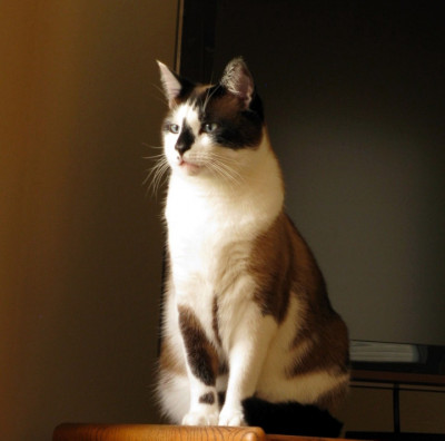 Abandoned Angels - Pet Shelter and Rescue in Columbus, Ohio