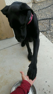 River Bottoms Rescue Inc. - Pet Shelter and Rescue in Olivehurst, California