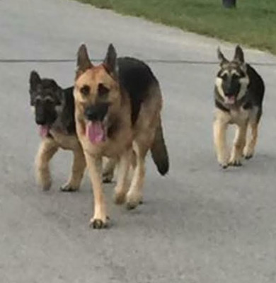 German Shepherd Rescue Central Texas - Pet Shelter and Rescue in Round Rock, Texas