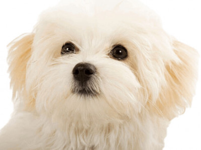 Lil Paws Maltese Rescue And Other Petite Paws - Pet Shelter and Rescue in Sunset Valley, Texas