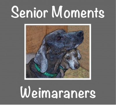 Senior Moments Weimaraners, Inc. - Pet Shelter and Rescue in Douglas, Michigan