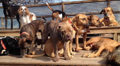 Reunion Rescue - Pet Shelter and Rescue in Bee Cave, Texas