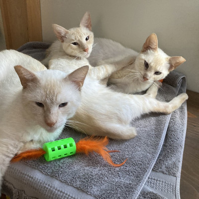 Siamese Tsunami - Animal Shelter and Rescue in New Orleans, Louisiana