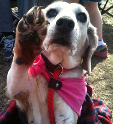 Save1Pet - Pet Shelter and Rescue in Olive Branch, Mississippi