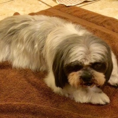 Shih-Tzu And Precious Paws Rescue - Pet Shelter and Rescue in Collierville, Tennessee