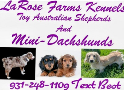 LaRose Farms Kennels Toy Australian Shepherds And Miniature Dachshunds  - Dog Breeder in Vonore, Tennessee