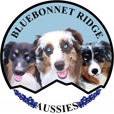 Bluebonnet Ridge Aussies - Dog Breeder in Royse City, Texas