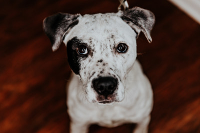 Jackson Animal Care Center - Pet Shelter and Rescue in Jackson, Tennessee