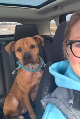 Gemini Rottweiler And Pitbull Rescue, Inc. - Pet Shelter and Rescue in Madison, Minnesota