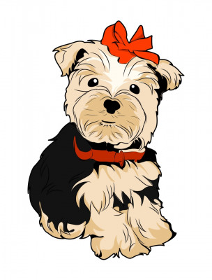 Yorktown Yorkies  - Yorkshire Terrier Breeder in Belleville, Illinois