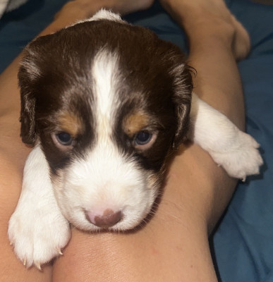 Joyce’s Springers  - Pet Breeder in Hampstead, North Carolina