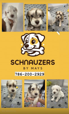 Schnauzers By Mays  - Dog Breeder in Miami Gardens, Florida