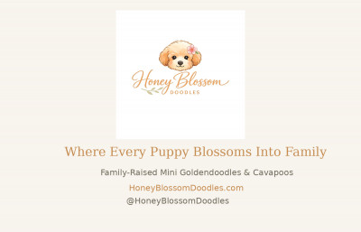 Honey Blossom Doodles - Dog Breeder in Germantown, Maryland