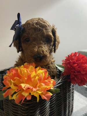Goldendoodles Of Maryland - Dog Breeder in Davidsonville, Maryland