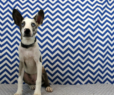 Grassroots Animal Rescue - Pet Shelter and Rescue in Starkville, Mississippi