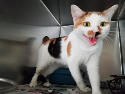 Choctaw County Animal Shelter - Pet Shelter and Rescue in Mathiston, Mississippi