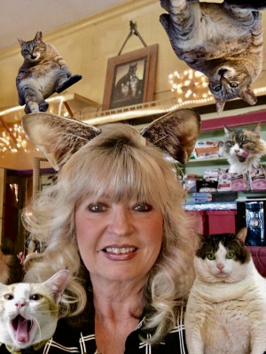 The House Of Mews - Pet Shelter and Rescue in Memphis, Tennessee