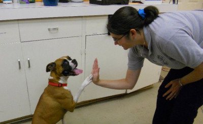 Bryant Animal Control & Adoption Center - Pet Shelter and Rescue in Bryant, Arkansas