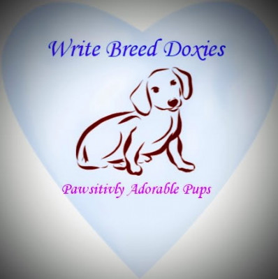Write Breed Doxies LLC  - Dog Breeder in Hollis, Oklahoma