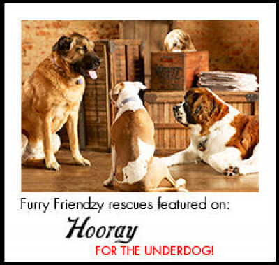 Furry Friendzy - Pet Shelter and Rescue in Dallas, Texas