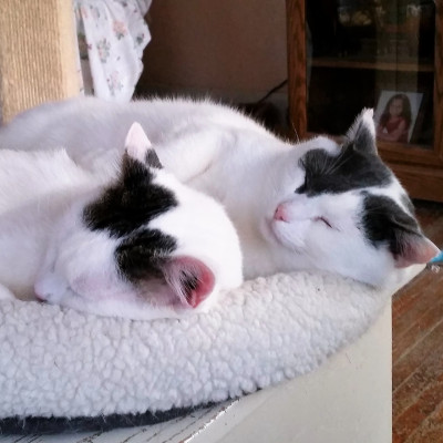 The Purr Factory - Pet Shelter and Rescue in Nashville, Tennessee