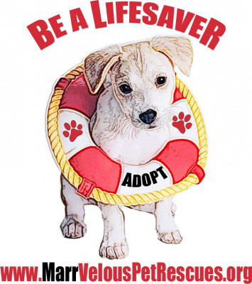 MarrVelous Pet Rescue - Pet Shelter and Rescue in Key Largo, Florida