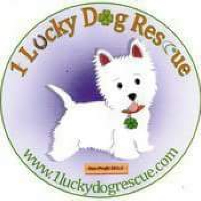 1 Lucky Dog Rescue, Inc. - Pet Shelter and Rescue in Miami Gardens, Florida