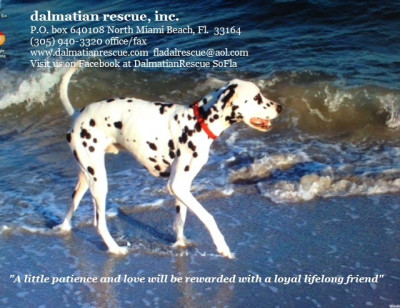 Dalmatian Rescue Of South Florida - Pet Shelter and Rescue in North Miami Beach, Florida