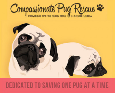 Compassionate Pug Rescue Of South Florida - Pet Shelter and Rescue in Miami, Florida