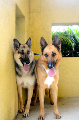 Shepherd Help And Rescue Effort - Pet Shelter and Rescue in Pompano Beach, Florida