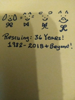 F.I.N.O. Doggie Rescue Inc. * Non-for-Profit - Pet Shelter and Rescue in Pompano Beach, Florida