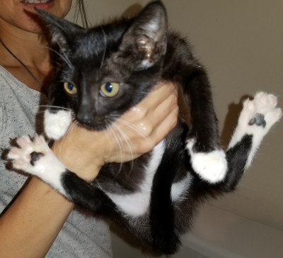 Animal Matters - Pet Shelter and Rescue in Boca Raton, Florida