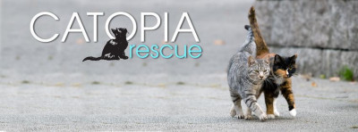 Catopia Cat Rescue - Pet Shelter and Rescue in Plantation, Florida