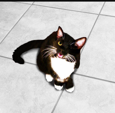 Out Of Harms Way - Pet Shelter and Rescue in Charlotte, North Carolina