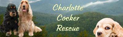 Charlotte Cocker Rescue Of NC, Inc - Pet Shelter and Rescue in Kannapolis, North Carolina