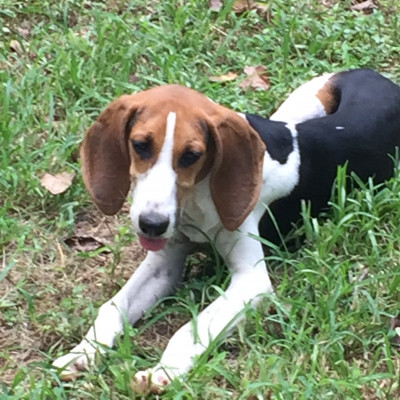 Operation CARE - Pet Shelter and Rescue in York, South Carolina