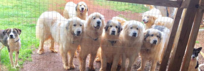 Pyrenees Rescue Of Western NC - Pet Shelter and Rescue in Claremont, North Carolina