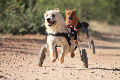 Little Lotus Rescue & Sanctuary - Pet Shelter and Rescue in Tucson, Arizona