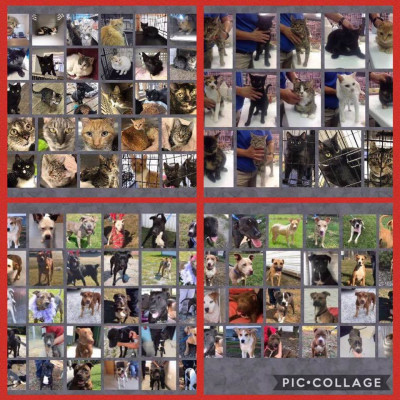 Fairfield County Animal Adoption Center - Pet Shelter and Rescue in Winnsboro, South Carolina