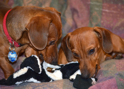 Dachshund Rescue NW & Dachshund Club Of Spokane - Pet Shelter and Rescue in Spokane, Washington