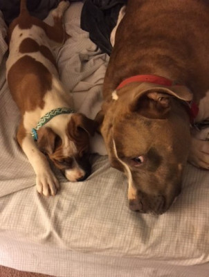 Pibbles And Bits - Pet Shelter and Rescue in Arcadia, South Carolina