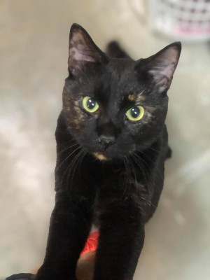 Helping Hands 4 Paws - Pet Shelter and Rescue in Winston-Salem, North Carolina