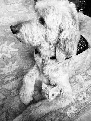 Friends Forever - Pet Shelter and Rescue in Greensboro, North Carolina