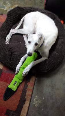 Senior Greyhound Adoption Of Florida - Pet Shelter and Rescue in Casselberry, Florida